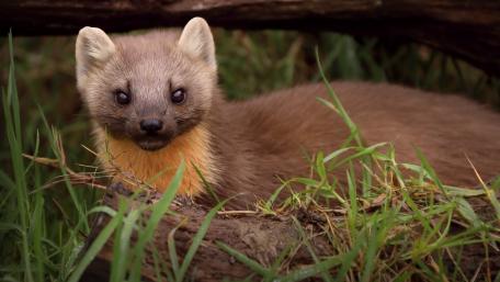 Stoat in Natural Habitat wallpaper
