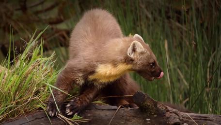 Majestic Stoat in Nature's Embrace wallpaper