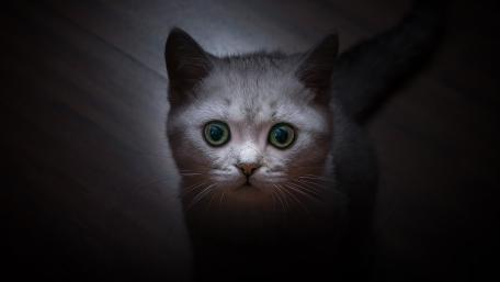 Mystical Cat with Striking Green Eyes wallpaper