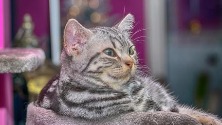 Elegant Tabby Cat Relaxing in a Cozy Space wallpaper