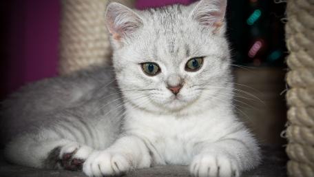 Cute Silver Tabby Cat with Stunning Green Eyes wallpaper