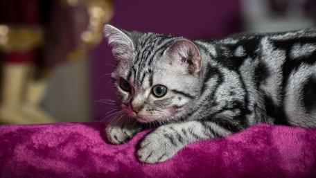 Adorable Silver Tabby Cat wallpaper