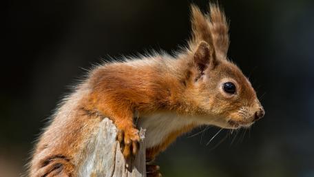 Curious Squirrel on a Post wallpaper