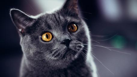 Mysterious Gray Cat with Striking Eyes wallpaper