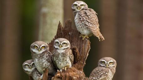 Charming Owls Gathered Around Tree Trunk wallpaper