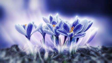Spring Awakening with Vibrant Crocuses wallpaper