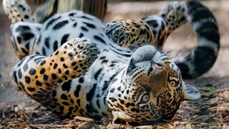 Playful Jaguar in Nature's Embrace wallpaper