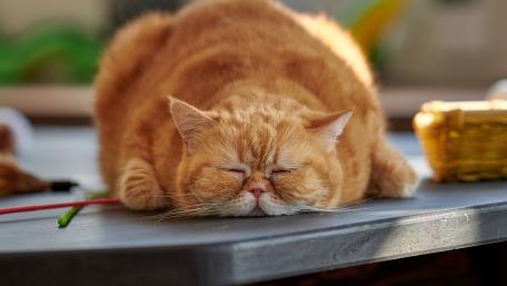 Charming Ginger Cat Relaxing on a Table wallpaper