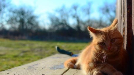 Charming Cat Relaxing in the Sunlight wallpaper