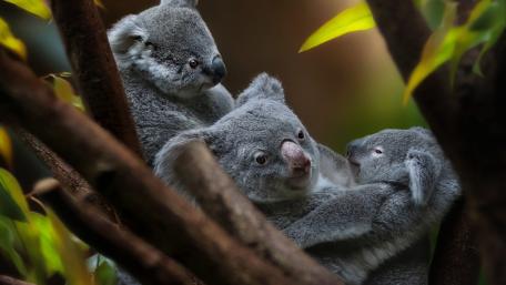 Cuddly Koalas in Their Natural Habitat wallpaper