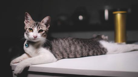 Elegant Cat Relaxing in Soft Light wallpaper