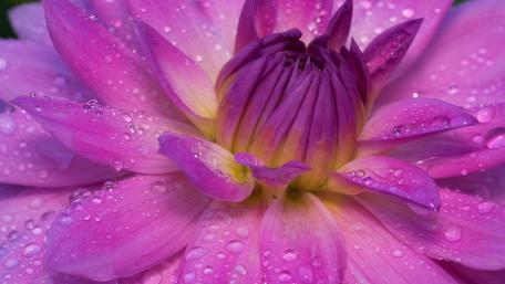 Vibrant Pink Flower with Dew Drops wallpaper