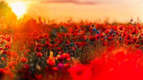 Vibrant Poppy Field at Sunset wallpaper