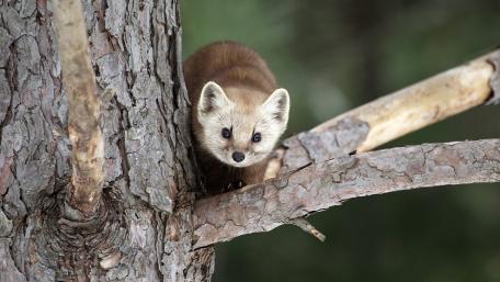Curious Pine Marten in the Forest wallpaper