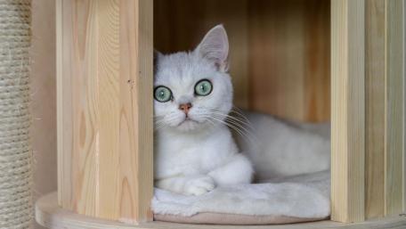 Charming Cat in a Cozy Nook wallpaper