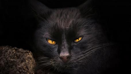 Mystical Black Cat in Shadowy Depths wallpaper