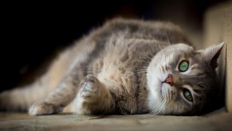 Charming Cat Relaxing in Soft Light wallpaper
