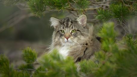 Majestic Feline Amidst Nature's Embrace wallpaper