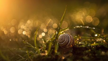 Serene Macro Beauty of Dewy Nature wallpaper
