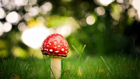 Enchanting Red Mushroom Amidst Nature's Glow wallpaper