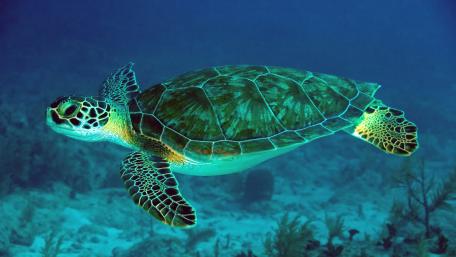 Majestic Sea Turtle Swimming Gracefully Underwater wallpaper