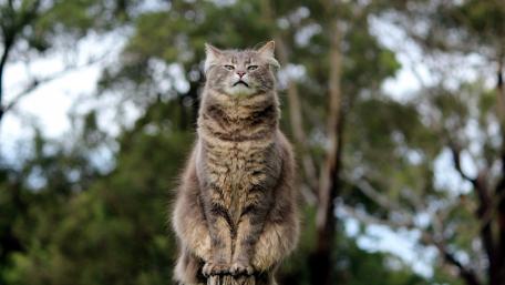 Majestic Cat Staring into the Distance wallpaper