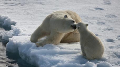Adorable Polar Bear Family Bonding Moments wallpaper