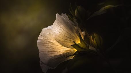 Serene Glow of a White Flower wallpaper