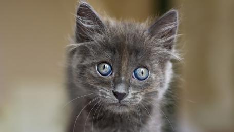 Adorable Gray Kitten with Stunning Blue Eyes wallpaper