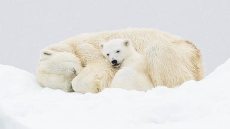 Cuddly Polar Bear Family Moments wallpaper