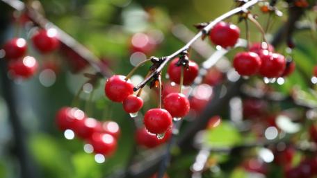 Refreshing Red Berries Glimmering in Nature's Embrace wallpaper
