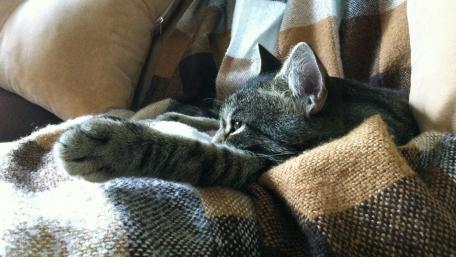 Cozy Cat Moments for Relaxation wallpaper