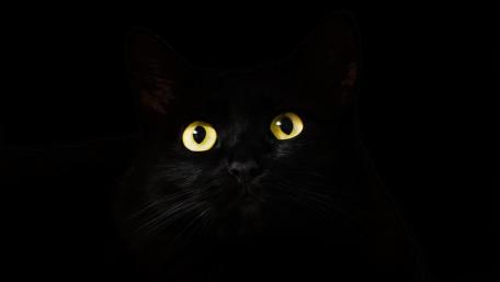Mystical Black Cat with Striking Eyes wallpaper