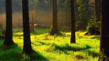 Lush Green Forest Bathed in Golden Light wallpaper