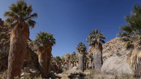 Majestic Palm Oasis in Serene Landscape wallpaper
