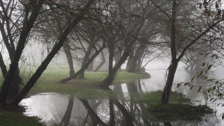Misty Forest Reflection in Tranquil Waters wallpaper