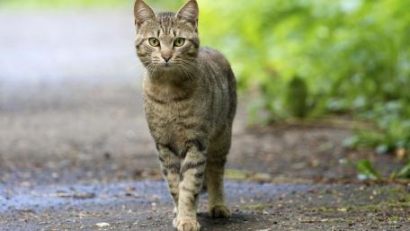 Curious Tabby Cat on a Pathway wallpaper