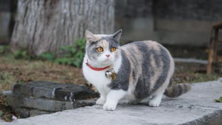 Charming Cat with Bright Eyes in Nature Setting wallpaper
