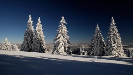 Winter Wonderland Under a Starry Sky wallpaper