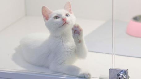Charming White Cat with an Inviting Paw Wave wallpaper