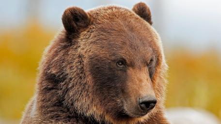 Majestic Bear Portrait in Nature wallpaper