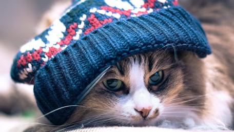 Charming Cat in a Cozy Hat wallpaper