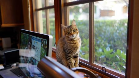 Curious Cat by the Window wallpaper