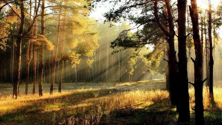Golden Rays Through the Forest wallpaper