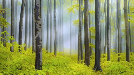 Serene Misty Forest in Autumn Hues wallpaper