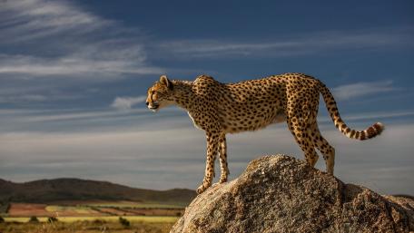 Majestic Cheetah on a Rocky Outcrop wallpaper