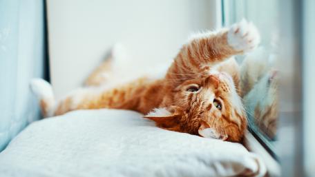 Playful Ginger Cat Relaxing by the Window wallpaper