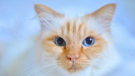 Fluffy Ginger Cat with Striking Blue Eyes wallpaper