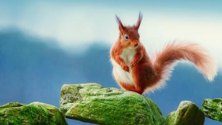 Squirrel on a Moss-Covered Stone wallpaper