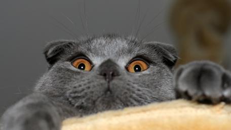 Funny Cat with Unexpected Expression wallpaper